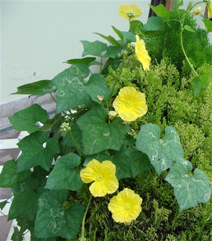 Luffa aegyptiaca